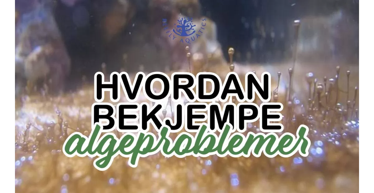 Hvordan bekjemper algeproblemer i akvariet ditt?